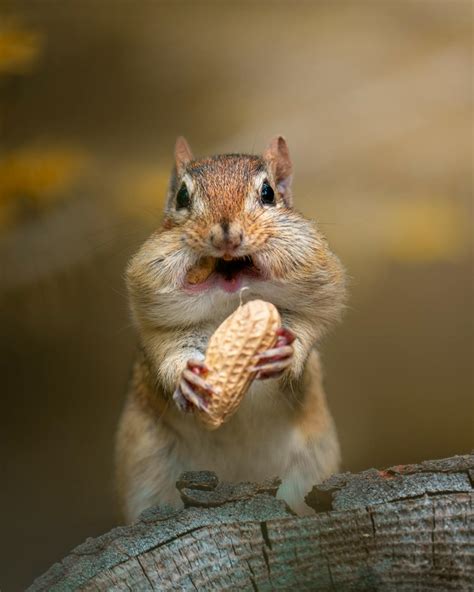 An Adorable Chipmunk with Puffy Cheeks · Free Stock Photo