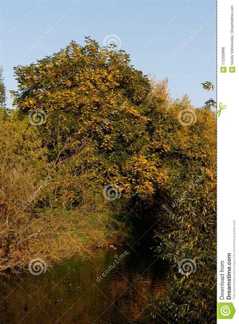 Castor Fiber, Eurasian Beaver. Stock Photo - Image of gnawer, habitat: 112350998