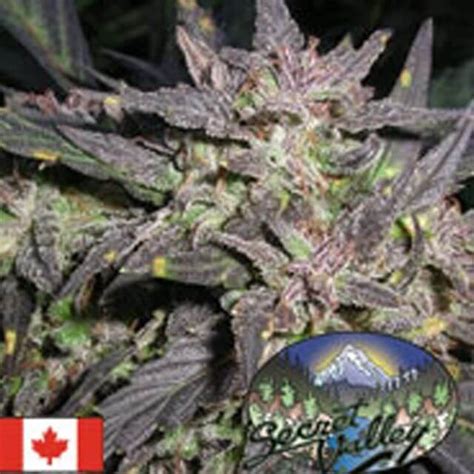 Purple Pineberry Secret Valley Seeds REG | Original Seeds Store