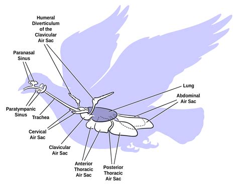 Respiration and Circulation - Ornithology