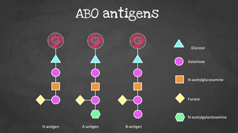 ABO Blood Group System: Antigens, Typing and Tests