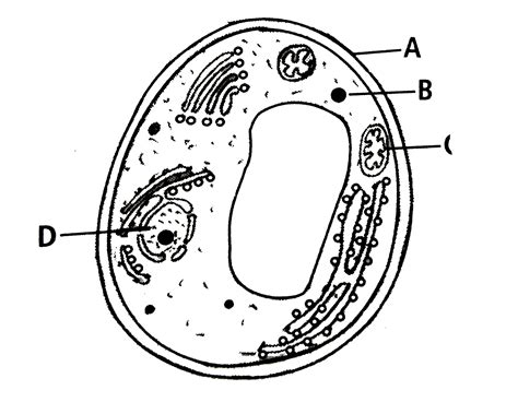 Structure Of Fungal Cell With Diagram Fungi