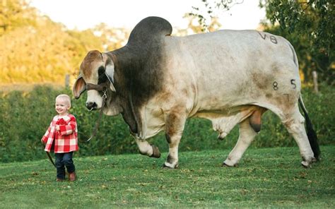 Image result for big brahman bulls Buffalo Bulls, Bucking Bulls, Beef ...