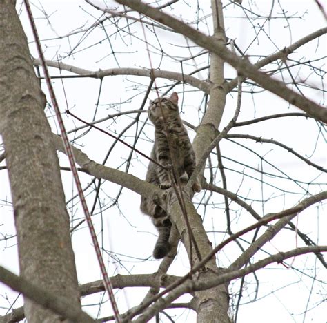 Cat in Tree Quickly Warms Up To ARL Rescue Team - Animal Rescue League ...