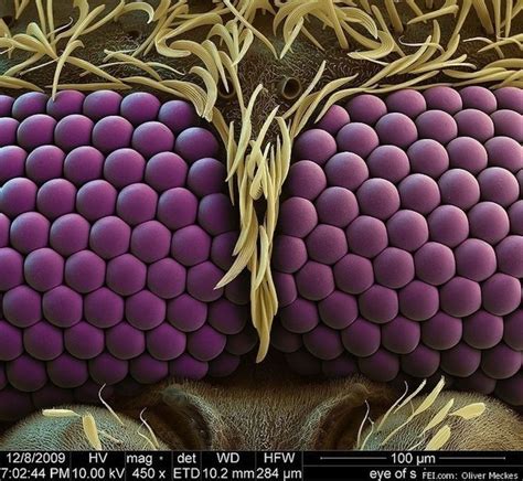 25 Amazing Photos Of Everyday Objects Magnified Under A Microscope. | Microscopic images ...