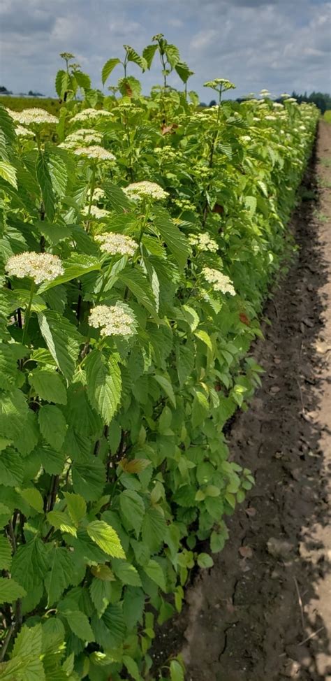 Buy Arrowwood Viburnum Viburnum dentatum InstantHedge 10 linear feet | Conifer Kingdom