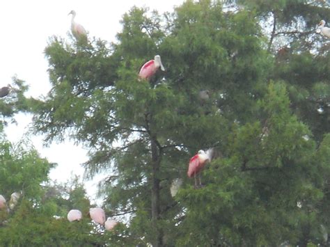 Louisiana Swamp Tours: Louisiana Swamp Tours In August