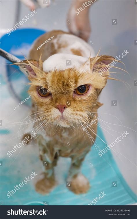 767 Cat Take Shower Images, Stock Photos & Vectors | Shutterstock