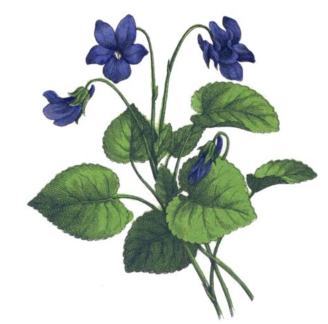 Violet Flower Drawing - ClipArt Best