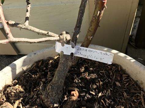 plant labels - UV Tolerant Labeling - Gardening & Landscaping Stack Exchange