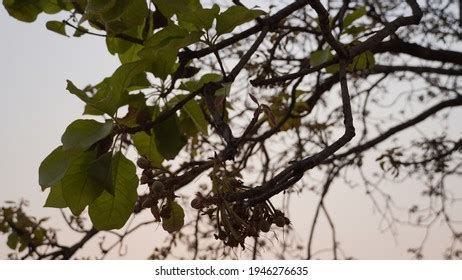 Mahua Tree Flower Leaves Branch Scientific Stock Photo 1946276635 | Shutterstock