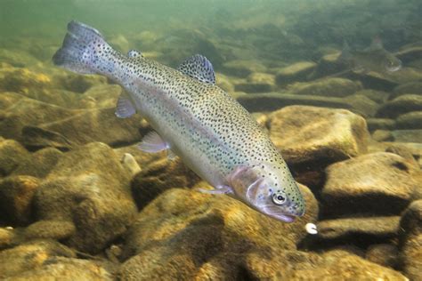 Steelhead trout follow their instincts, not environmental cues • Earth.com