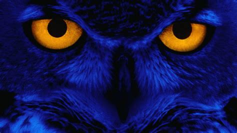 Scary Owl Wallpapers - Top Free Scary Owl Backgrounds - WallpaperAccess