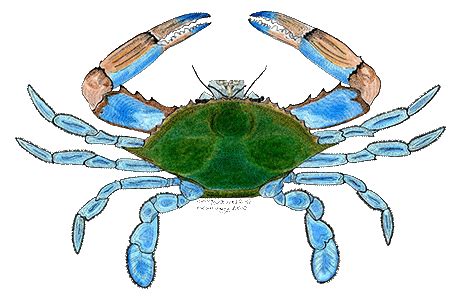 Gulf United for Lasting Fisheries | Texas Blue Crab MAP Participants