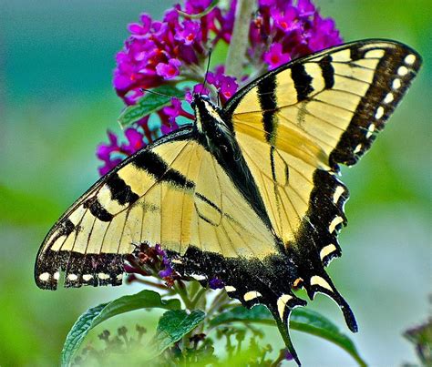 Lista 101+ Foto Que Significa Una Mariposa Negra Con Amarillo Lleno