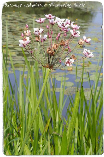 Butomus umbellatus 'Flowering Rush' 100+ SEEDS | Papaver Somniferum ...