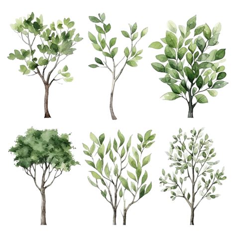 Tree Branch Illustrations Watercolor Styles, Plant, Pine, Christmas PNG Transparent Image and ...