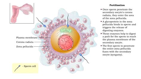 Fertilization and Development - YouTube