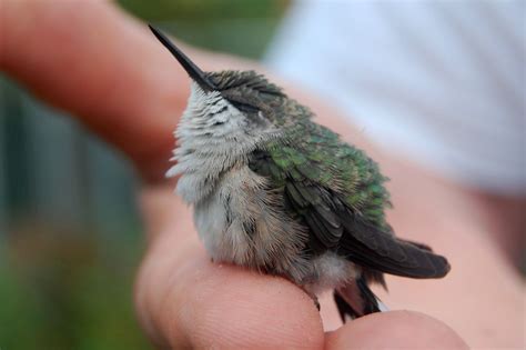 Hi-Res aww-pic of baby hummingbird | Animals beautiful, Hummingbird