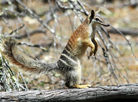 Numbat | Animal Wildlife