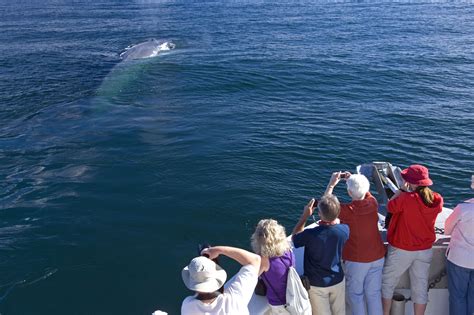 7 Tips for a Successful Whale Watching Trip