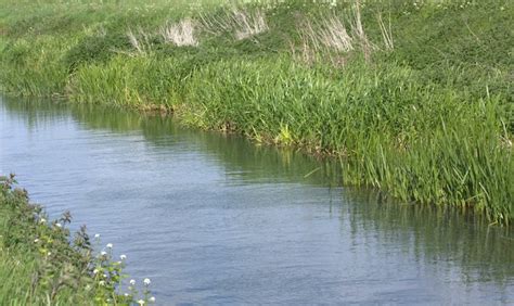 Water Vole Habitat Management - Water Vole