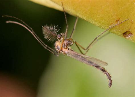 Chironomidae Wiki