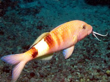 Manybar Goatfish - Parupeneus multifasciatus - Goatfishes - - Hawaii Reefs