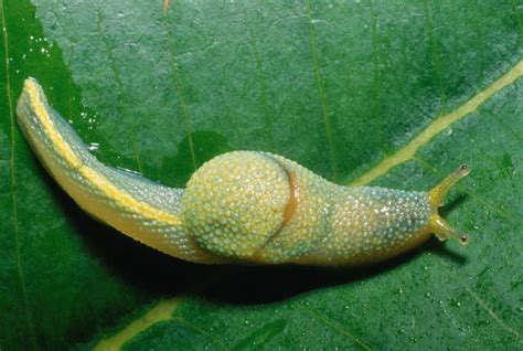 World's Longest Bug And 'Ninja' Slug Discovered in Borneo | Live Science