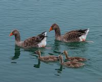 North American Greylag Geese