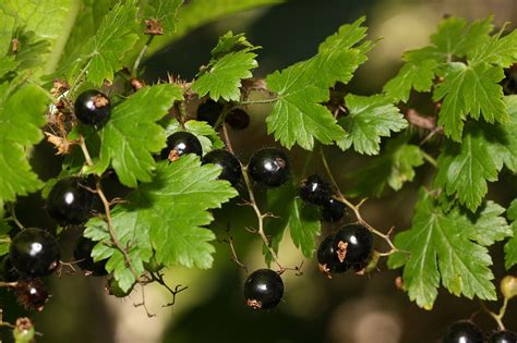 Currants & Gooseberries: Nature's Restaurant: A Complete Wild Food ...