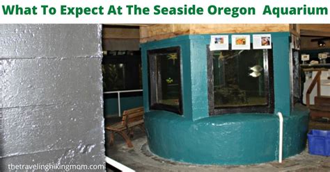 What To Expect At The Seaside Oregon Aquarium - The Traveling Hiking Mom