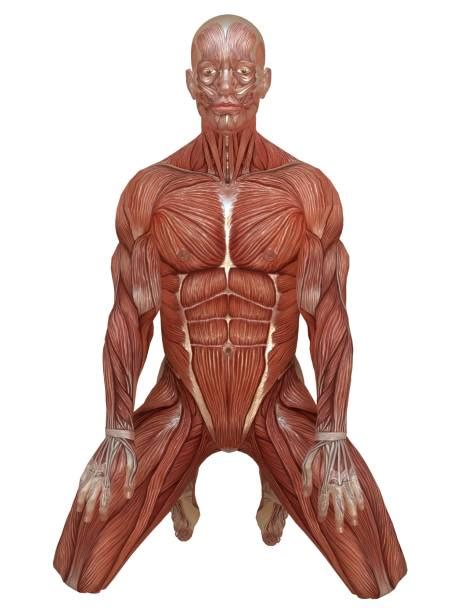 Human Male Torso Anatomy - Human Male Anatomy - Body Muscles Skeleton... / Third, the muscles of ...