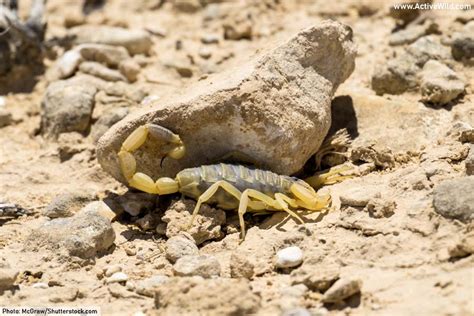 Deathstalker Scorpion Facts, Pictures & Info. Meet A Deadly Scorpion