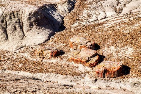 Plant Fossils in Badlands of Petrified Forest National Park, Arizona ...