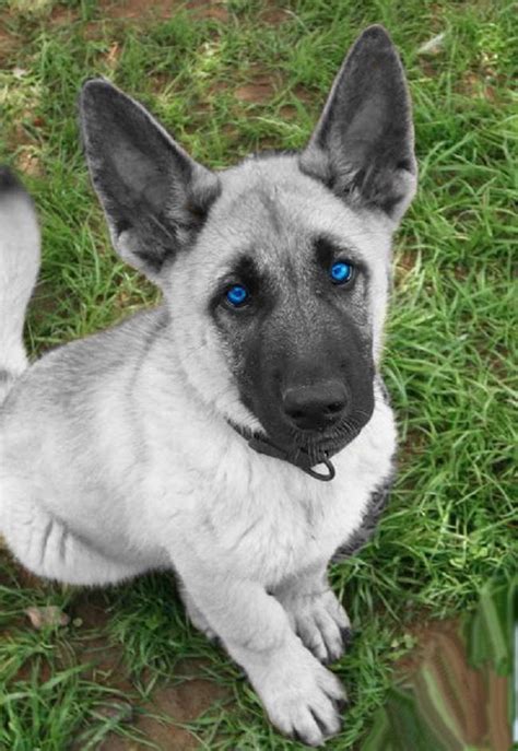 Blue Eyed German Shepherd Puppies | PETSIDI