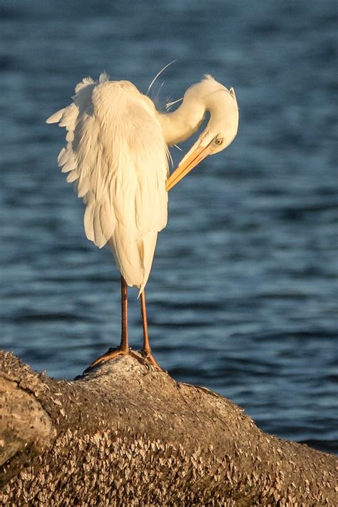 Great White Heron National Wildlife Refuge — Florida Keys Wildlife Society