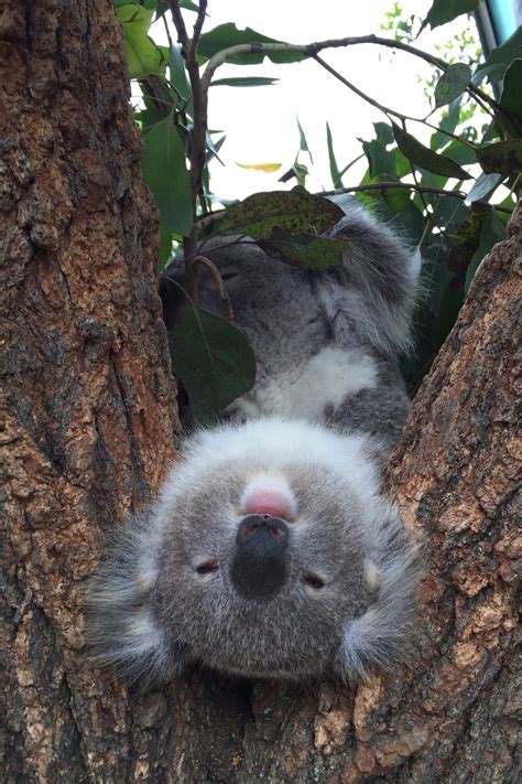 Koalas can sleep up to 20 hours a day... in almost any position. | Cute animals, Koala, Cute ...