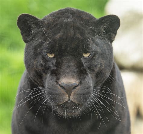 Adopt Neron the Jaguar | The Big Cat Sanctuary