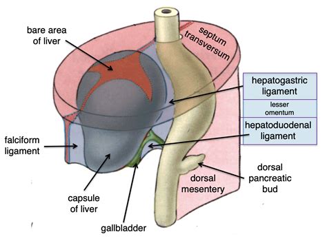 Foregut | Embryology - A Web Site