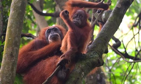 KEANEKARAGAMAN HAYATI DAN PERANANNYA - Pelestarian Keanekaragaman Hayati