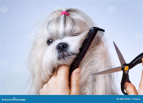 Shih tzu dog grooming stock photo. Image of shihtzu, studio - 38012036