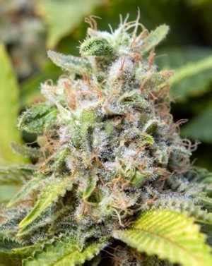 Critical Mass Seeds - Strain Review | Grow-Marijuana.com