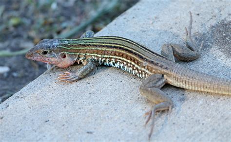 Texas Spotted Whiptail