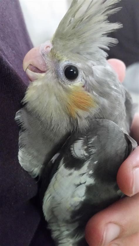 One of our cockatiels a couple months ago when he was a baby. His name is Lemon and he likes ...