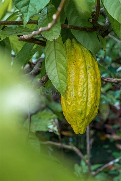 Cocoa Bean Ripe in Tree in Jungle before Harvest Stock Image - Image of ...