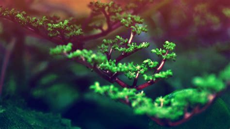 Bonsai Wallpapers - Wallpaper Cave