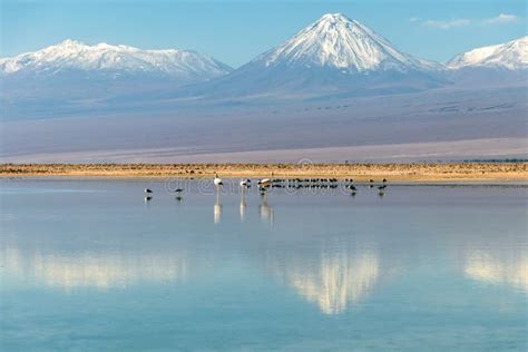 The Chaxa Lagoon With Andean Flamingos, Flamingo Heaven Located In The Center Of The Salar De ...