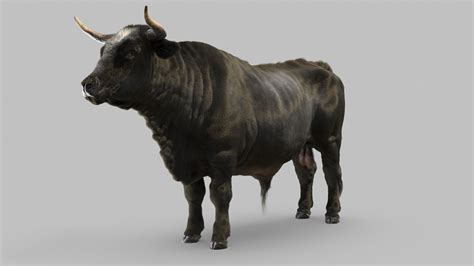 Bull 3D Model - TurboSquid 1705367