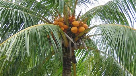 Coconut Palm Tree